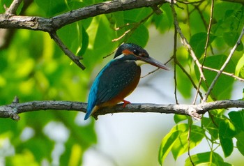 2023年6月17日(土) 千里南公園の野鳥観察記録