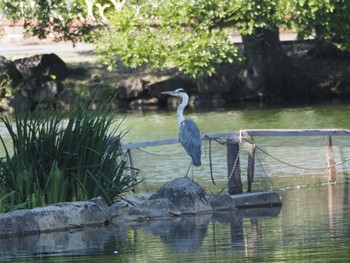 Grey Heron Hikone Castle Sat, 6/17/2023