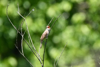 Oriental Reed Warbler Kitamoto Nature Observation Park Sun, 6/4/2023