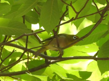 Warbling White-eye 京都市宝ヶ池公園 Sat, 6/17/2023