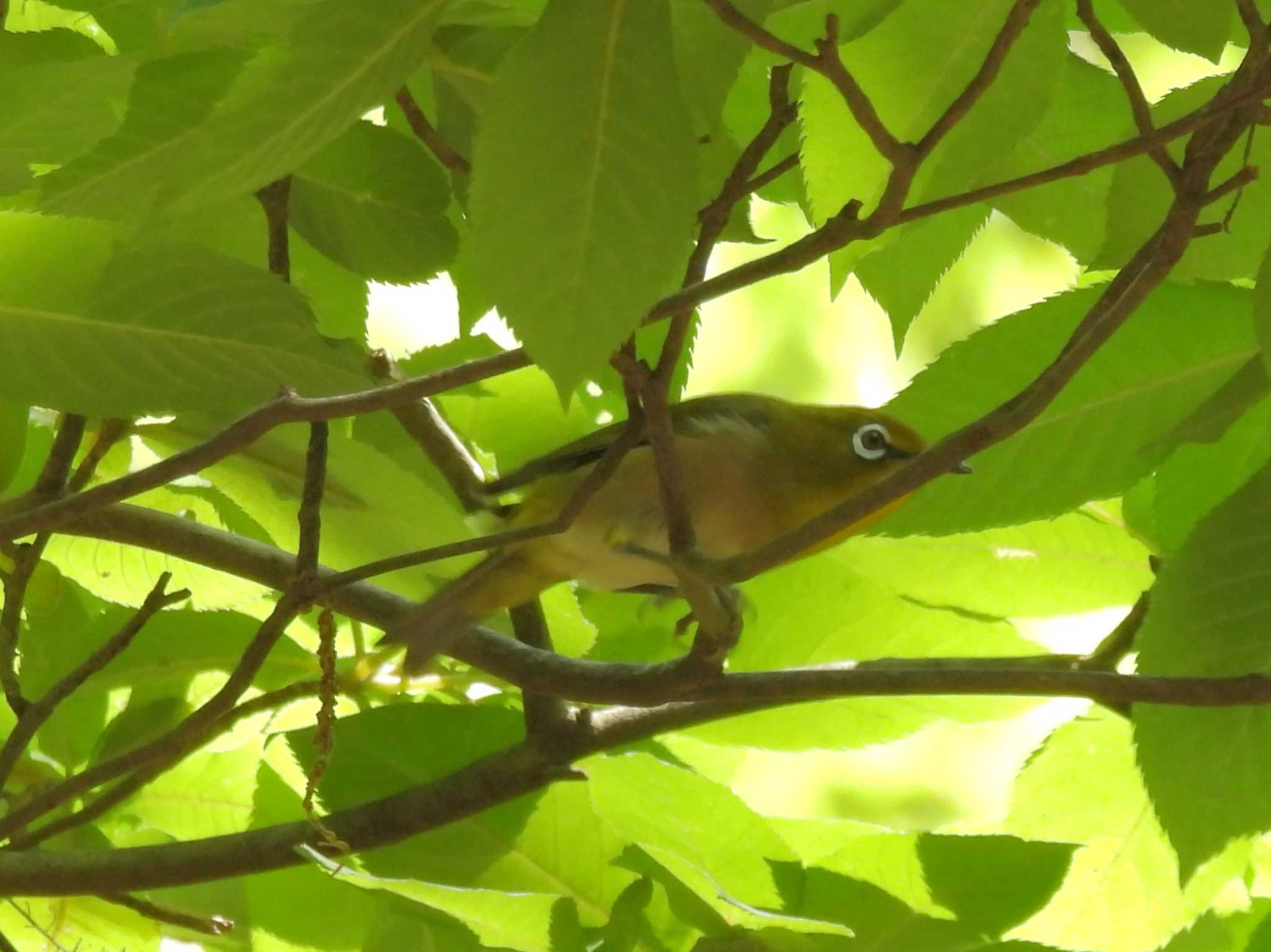 Warbling White-eye