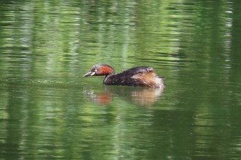 Little Grebe Ukima Park Sat, 6/17/2023