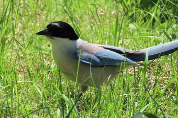 Azure-winged Magpie Ukima Park Sat, 6/17/2023