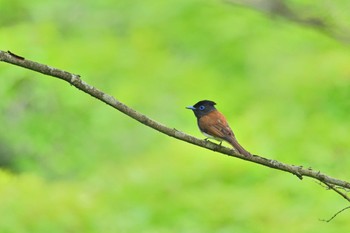 Black Paradise Flycatcher 能代市風の松原 Thu, 6/15/2023