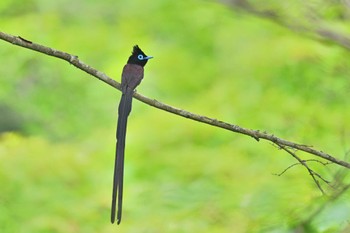 Black Paradise Flycatcher 能代市風の松原 Thu, 6/15/2023