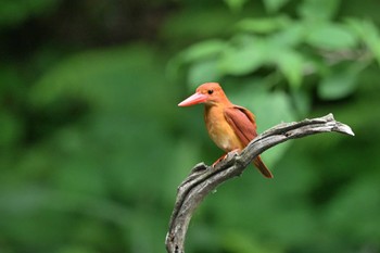 アカショウビン 十二湖(青森県深浦町) 2023年6月13日(火)