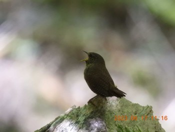 ミソサザイ 段戸裏谷 2023年6月17日(土)