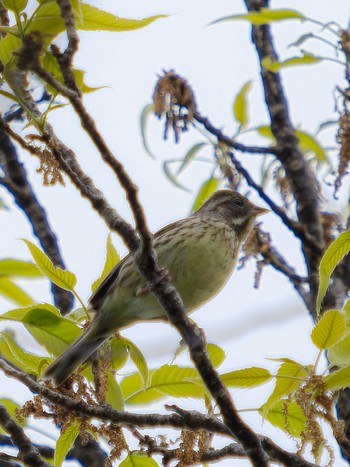 2023年4月14日(金) 風頭公園(長崎市)の野鳥観察記録