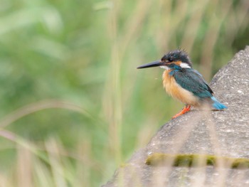 2023年6月15日(木) 本明川 上宇戸橋~河口付近(長崎県諫早市)の野鳥観察記録