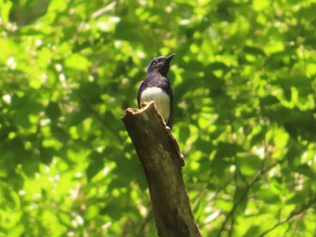 2023年6月17日(土) 十里木高原の野鳥観察記録