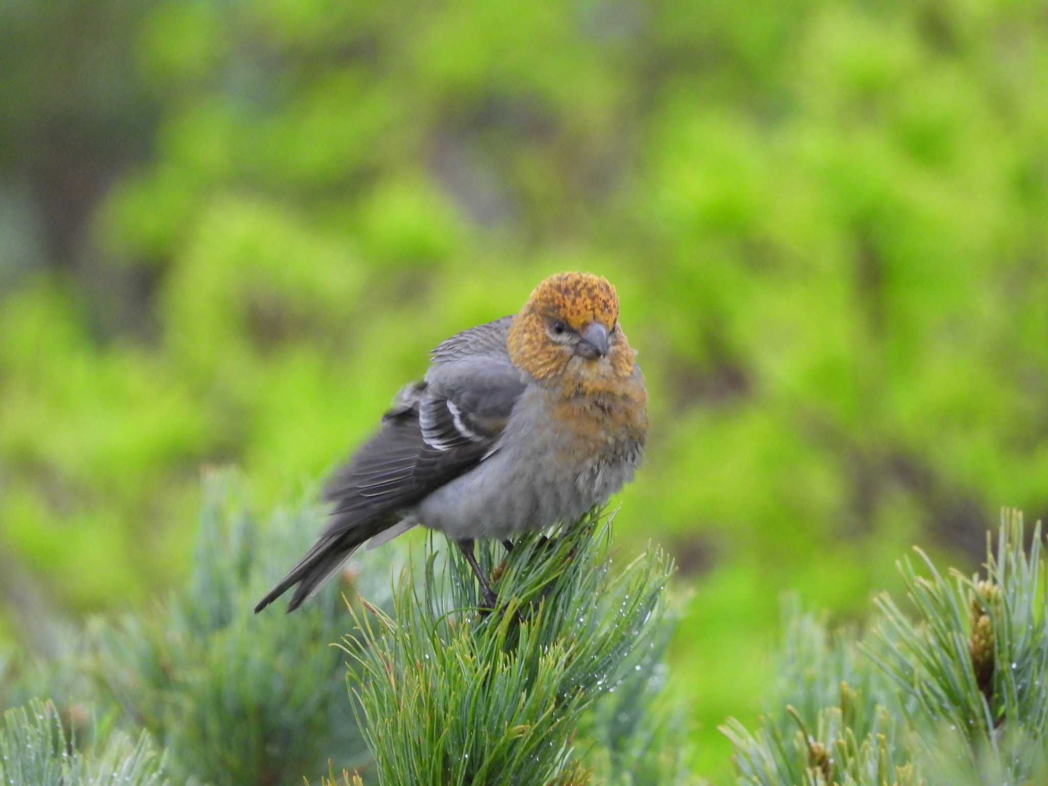 Pine Grosbeak