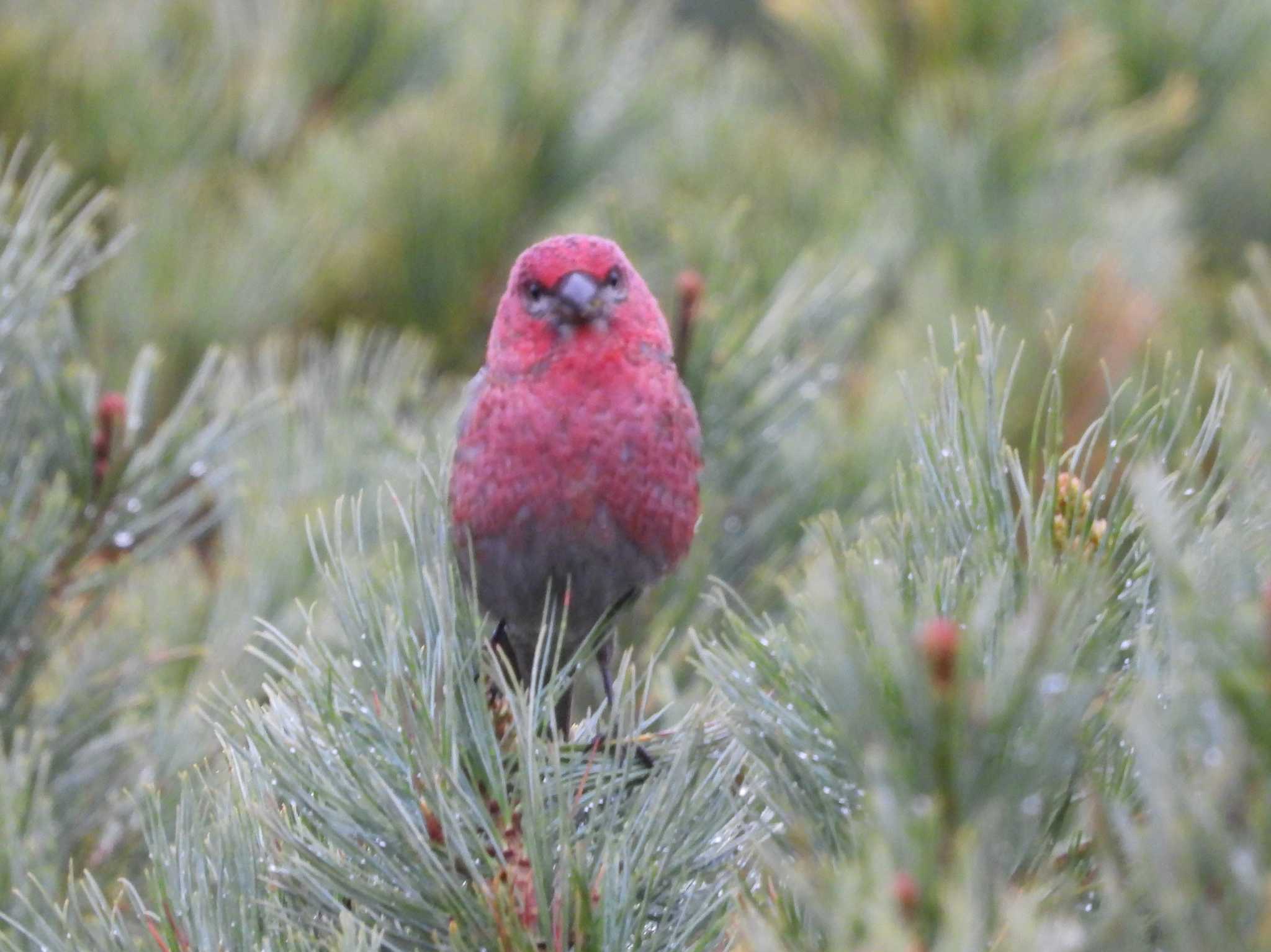 Pine Grosbeak