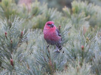 2023年6月17日(土) 旭岳(展望台)の野鳥観察記録