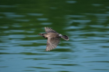 White-cheeked Starling 門池公園(沼津市) Sat, 6/17/2023