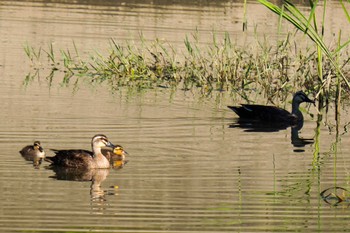 2023年6月17日(土) 柳川瀬公園(愛知県 豊田市)の野鳥観察記録