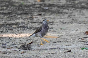 White-cheeked Starling 柳川瀬公園(愛知県 豊田市) Sat, 6/17/2023