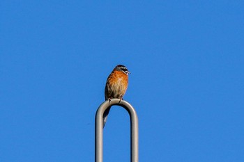 Meadow Bunting 柳川瀬公園(愛知県 豊田市) Sat, 6/17/2023