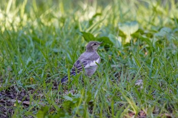 White Wagtail 柳川瀬公園(愛知県 豊田市) Sat, 6/17/2023