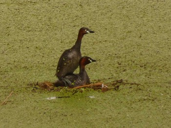 Little Grebe Yoron Island Sun, 7/22/2018