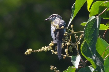 Sat, 6/17/2023 Birding report at 池子の森自然公園