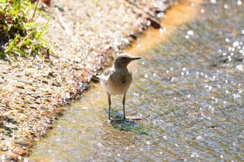 ハクセキレイ おかざき自然体験の森 2023年6月17日(土)