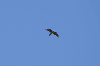 Eurasian Goshawk おかざき自然体験の森 Sat, 6/17/2023