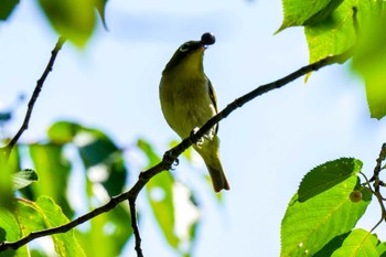 Warbling White-eye おかざき自然体験の森 Sat, 6/17/2023