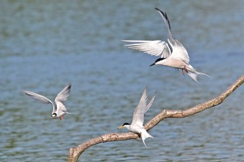 Common Tern Isanuma Fri, 6/16/2023