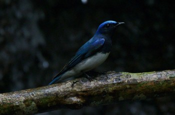 Blue-and-white Flycatcher Unknown Spots Unknown Date