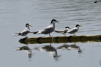 2023年6月17日(土) 伊佐沼の野鳥観察記録