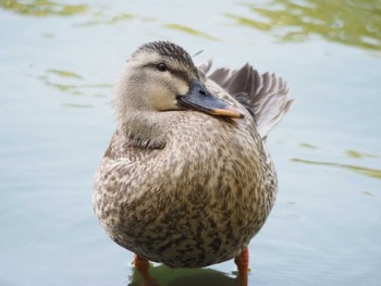 カルガモ 善福寺公園 2023年6月17日(土)