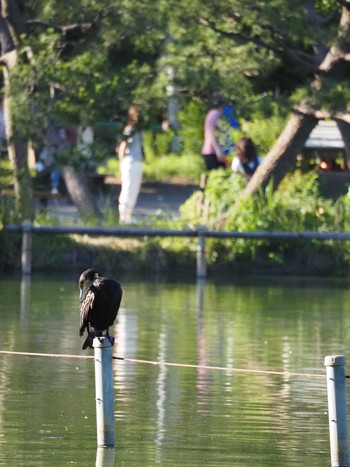 カワウ 善福寺公園 2023年6月17日(土)