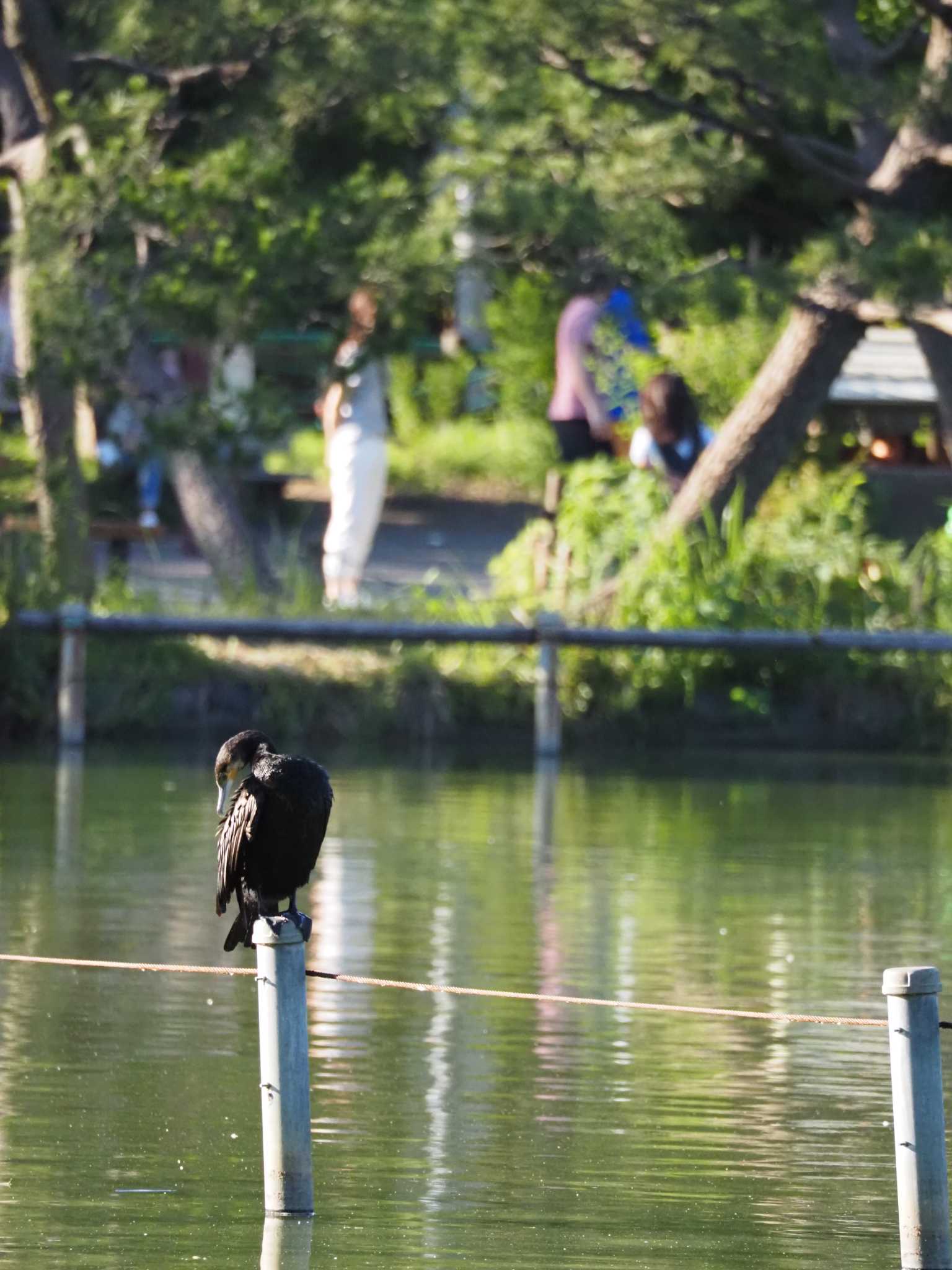 カワウ