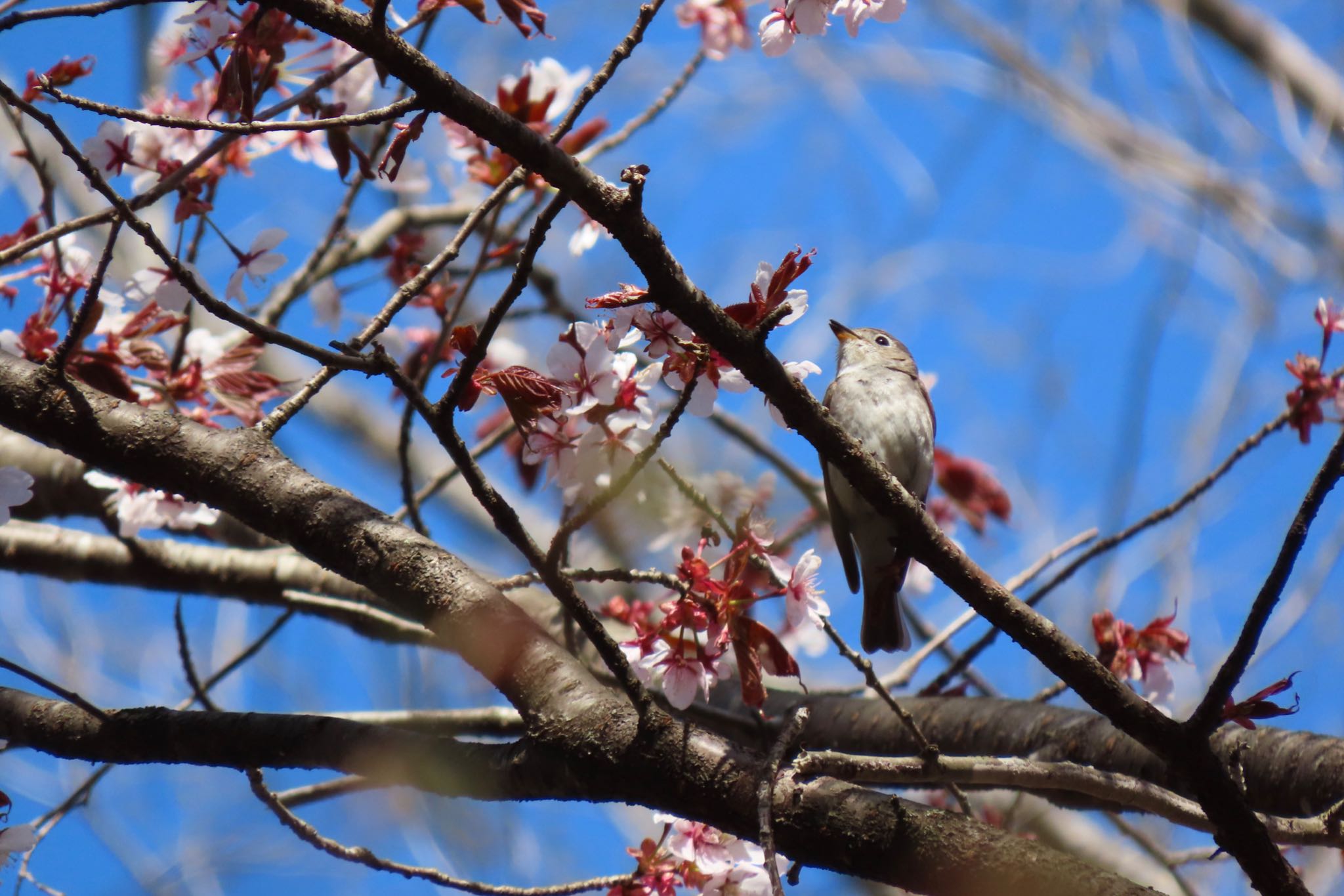 桜と青空に