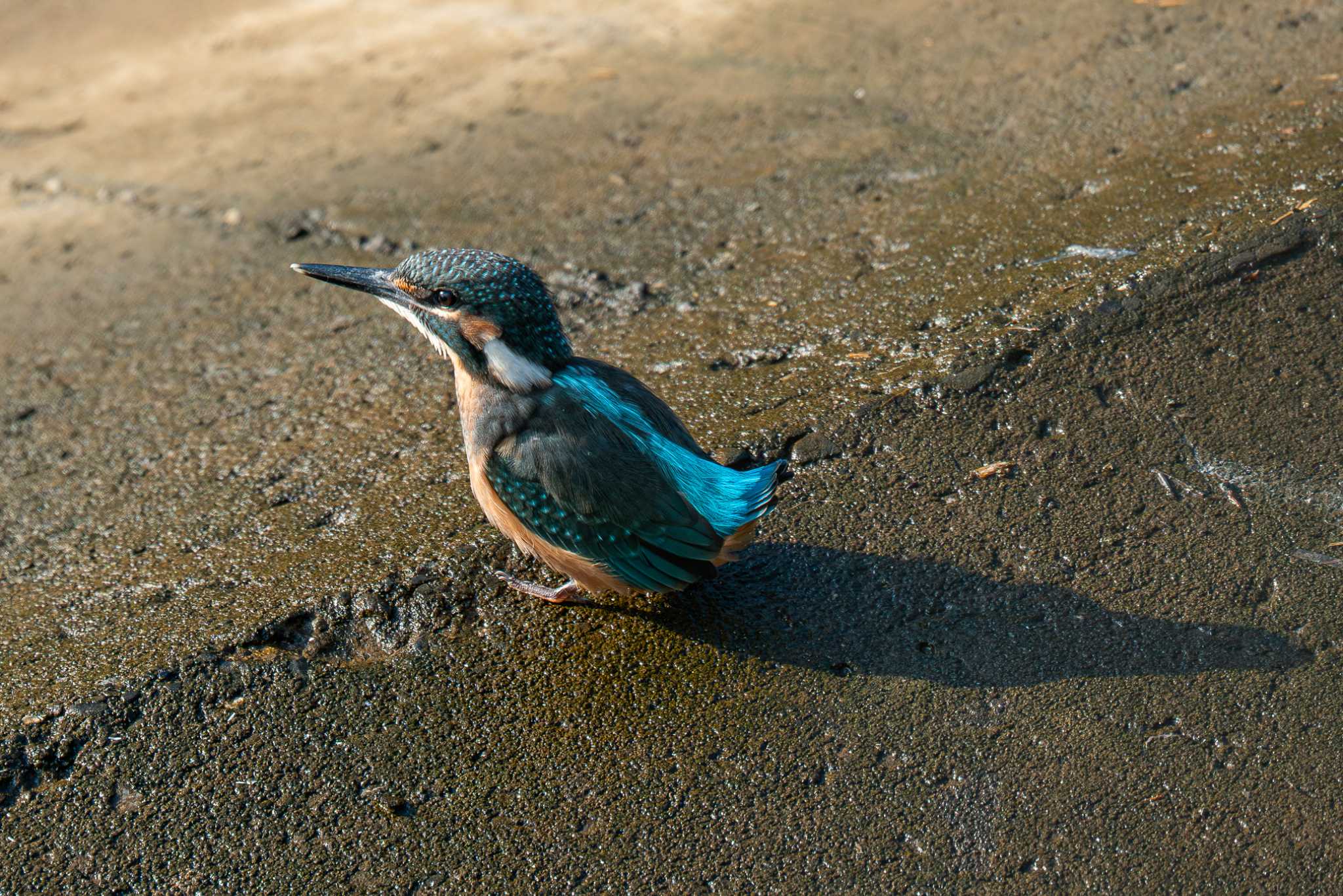 Photo of Common Kingfisher at 金井遊水地(金井遊水池) by Tosh@Bird