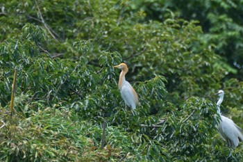 Sat, 6/17/2023 Birding report at 越谷サギコロニー