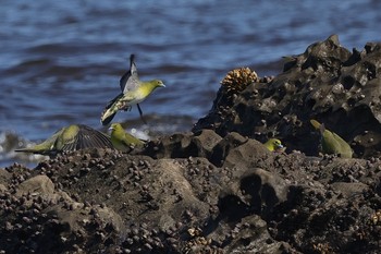 2023年6月17日(土) 大磯照ヶ崎海岸の野鳥観察記録