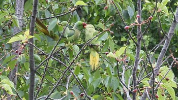 ワカケホンセイインコ 仙川平和公園(三鷹市) 2023年5月7日(日)