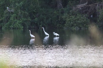 チュウダイサギ 紀ノ川 2018年7月23日(月)