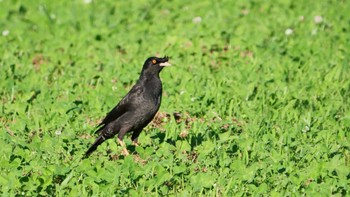 Crested Myna 淀川河川公園 Sat, 6/17/2023