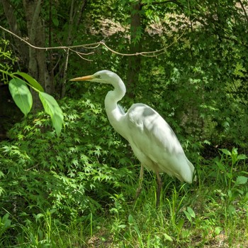 ダイサギ 野川公園 2023年4月23日(日)