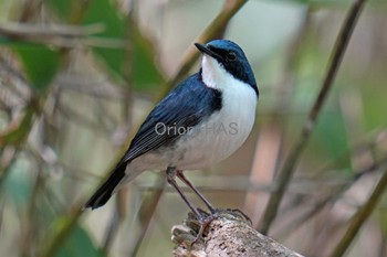 Siberian Blue Robin 山梨県 Thu, 5/18/2023