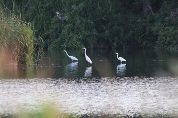 チュウダイサギ 紀ノ川 2018年7月23日(月)