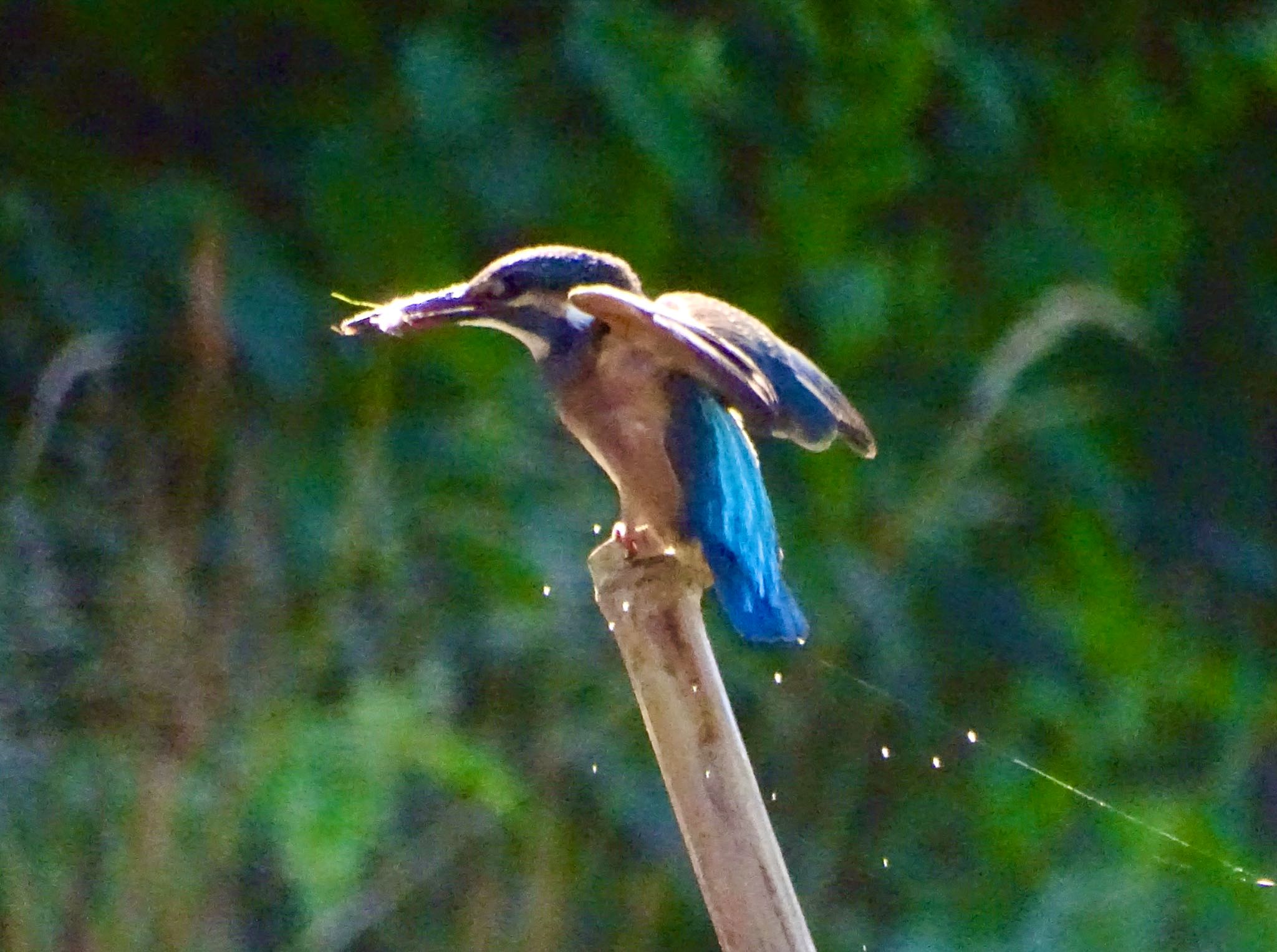 舞岡公園 カワセミの写真