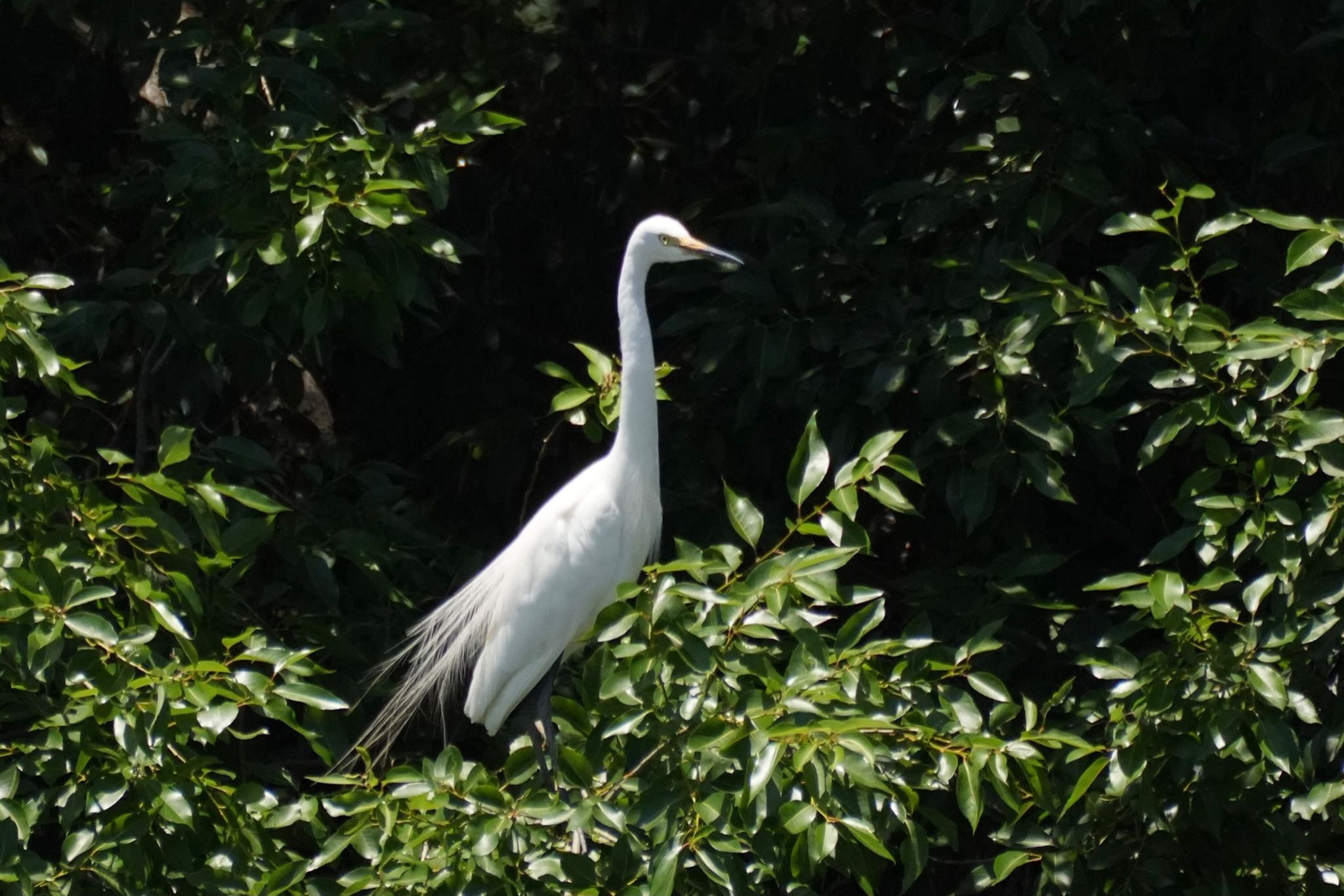 Medium Egret