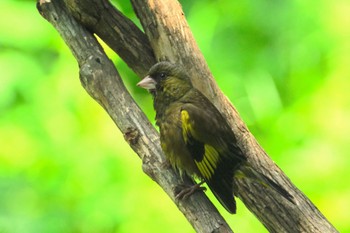 Grey-capped Greenfinch 岩手県盛岡市 Sat, 6/17/2023