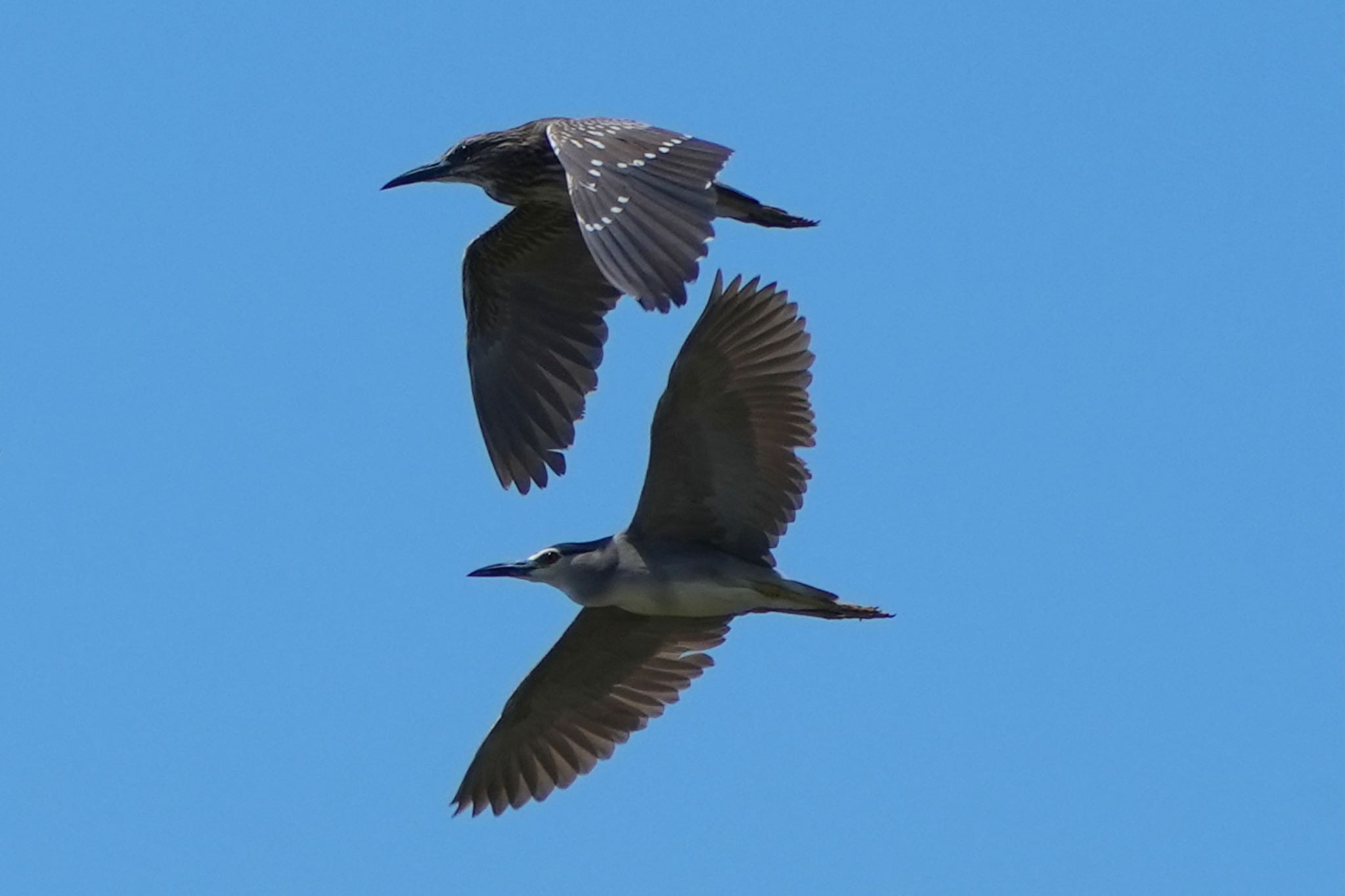 Photo of Black-crowned Night Heron at 越谷サギコロニー by あらどん