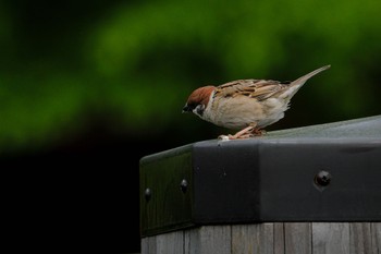 Eurasian Tree Sparrow 大沼公園(北海道七飯町) Tue, 5/23/2023