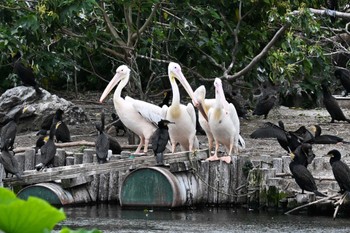 モモイロペリカン 不忍池(上野恩賜公園) 2023年6月8日(木)