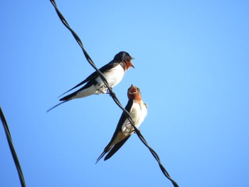 2023年6月18日(日) 十勝北部の野鳥観察記録